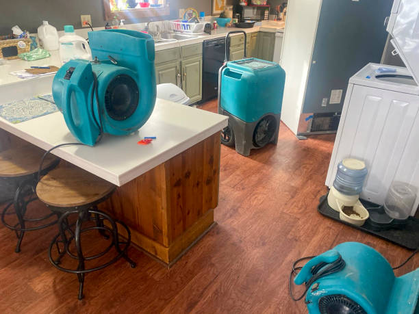 Best Mold removal after water damage  in Buckhannon, WV